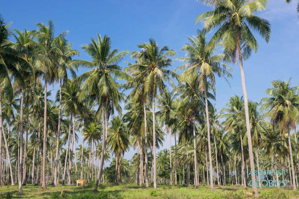 Üppig grüne Vegetation im Oktober in Thailand