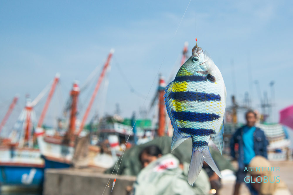 Fangfischer Fisch im Fischereihafen bei Bang Saphan