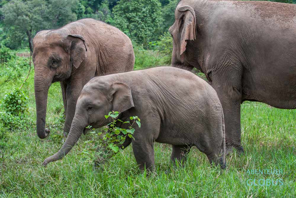 Elefantenschutzgebiet ElephantsWorld