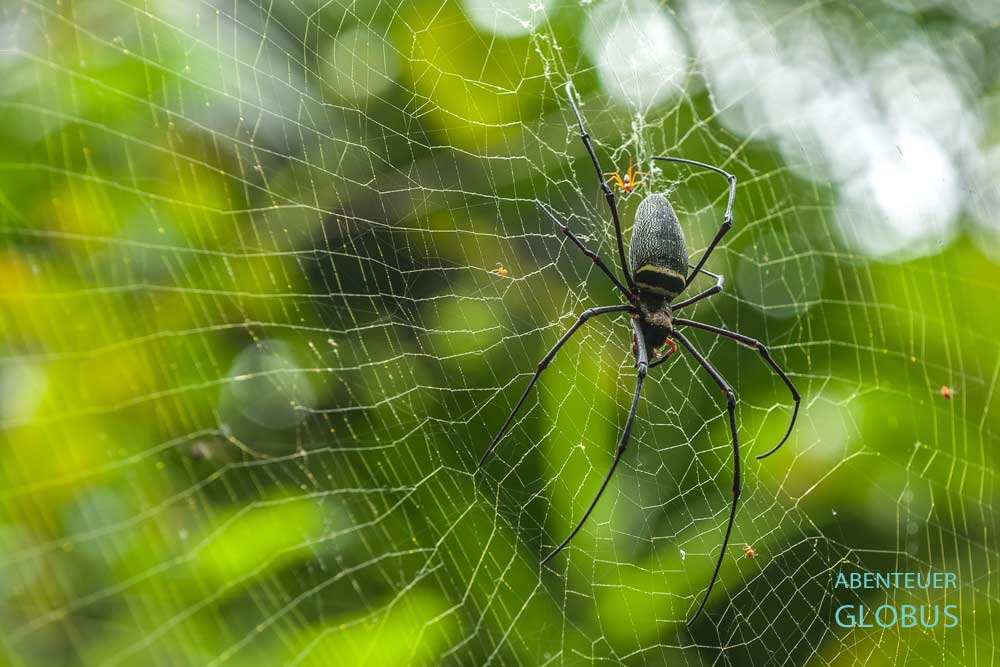 Riesenspinnen im Bach Ma Nationalpark