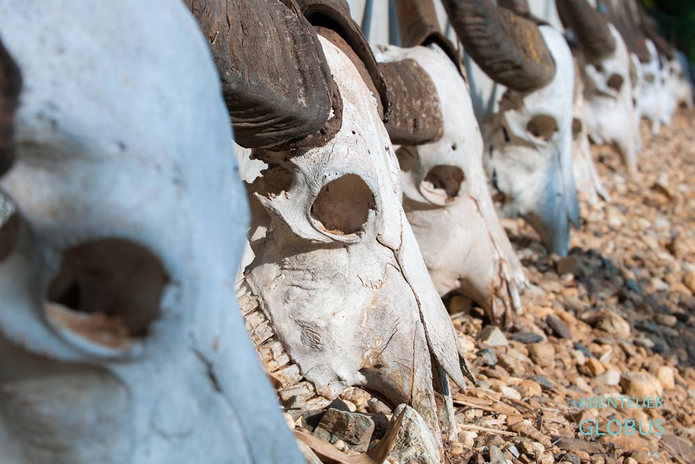 Highlight in der Umgebung von Chiang Rai: Baan Dam Museum, Black House mit Tierschädel