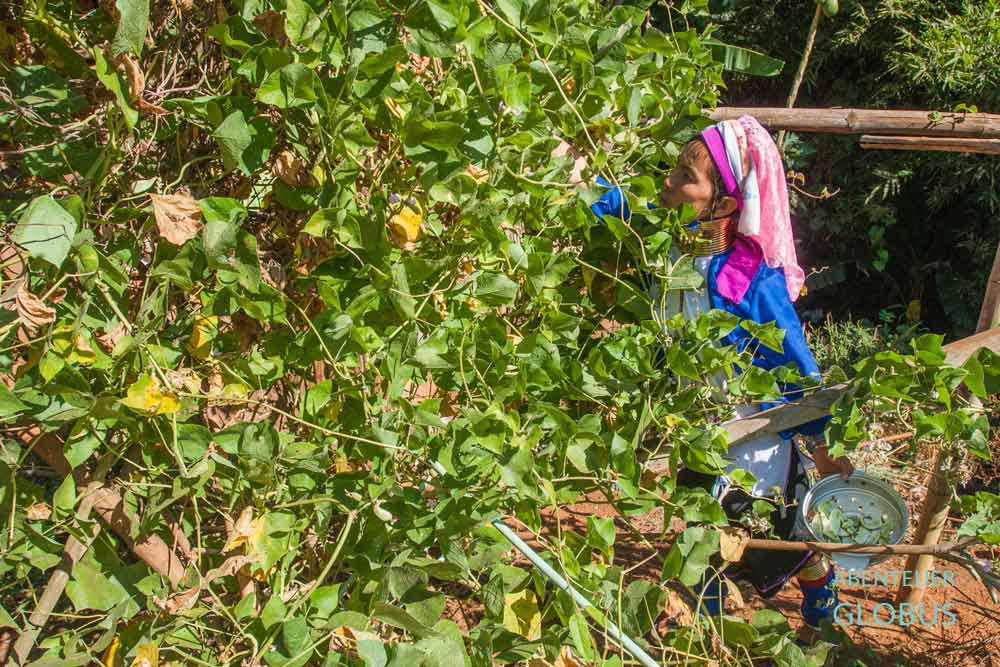 Frau der Volksgruppe Longneck Karen, auch Kayan Lahwi, im Ethniendorf Union of Hill Tribe Villages