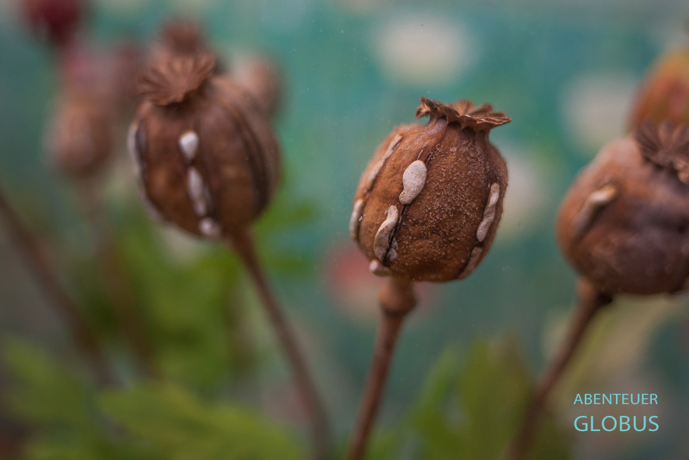 Eingeritzte Schlafmohnkapseln im House of Opium Museum