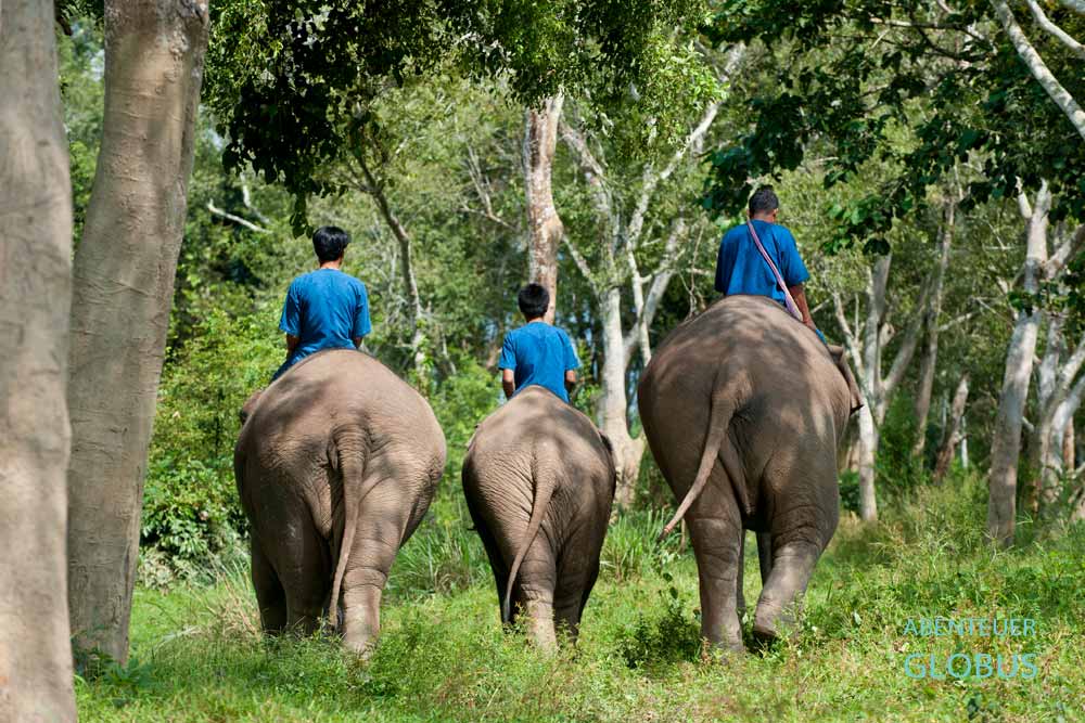 Anantara Golden Triangle Elephant Camp & Resort im Goldenen Dreieck: Mahuts mit Elefanten reiten durch den Dschungel. 