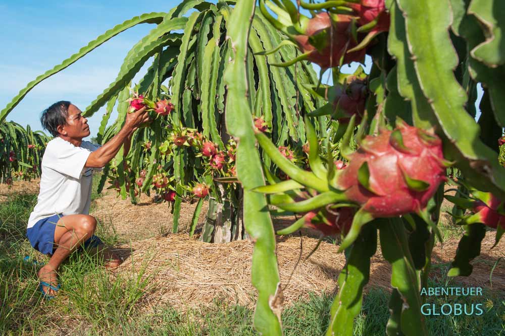 Drachenfruchtplantage bei Phan Thiet