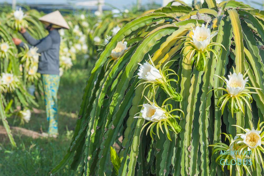 Blüten der Drachenfrucht auf einer Plantage nahe Phan Thiet