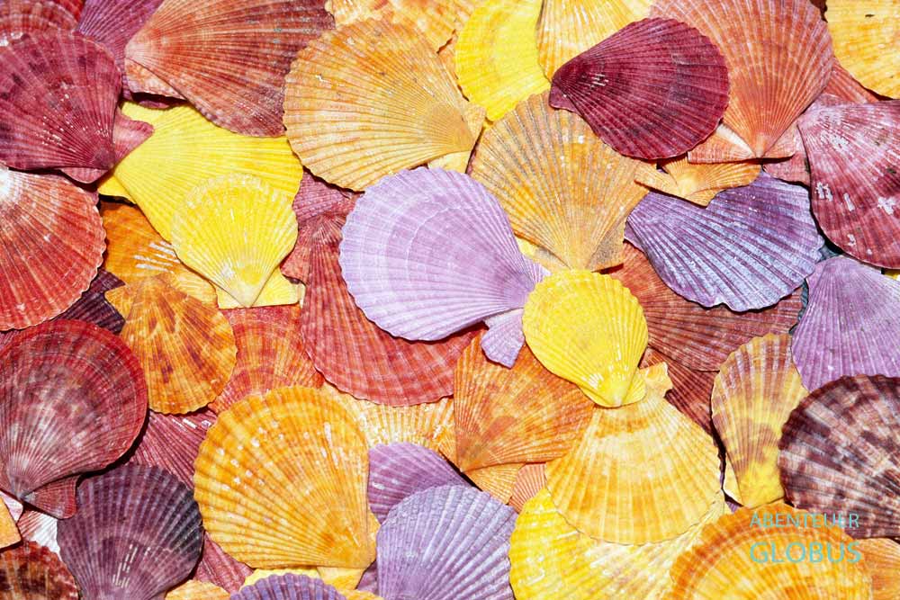 Muscheln am Strand von Mui Ne