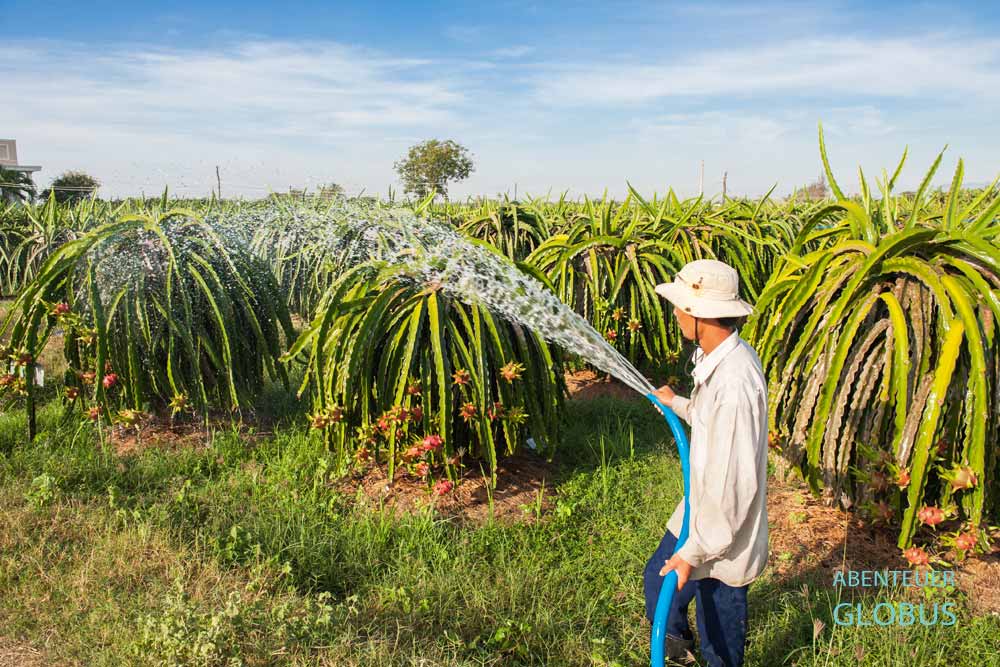 Drachenfruchtplantage in der Nähe von Phan Thiet