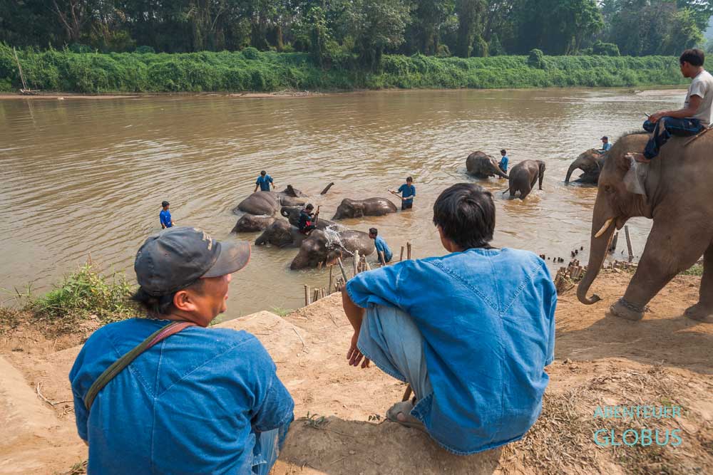 Anantara Golden Triangle Elephant Camp & Resort: Mahuts (Elefantenführer) baden Elefanten im Fluss Mae Nam Ruak am Goldenen Dreieck in Sop Ruak.