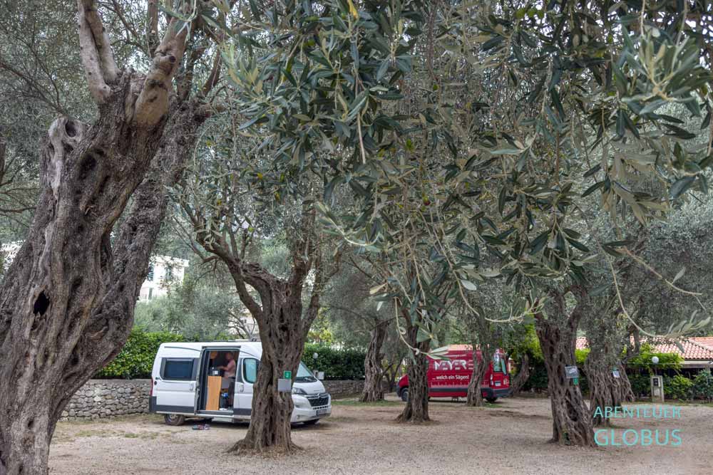 Stellplätze unter Olivenbäumen im Campingplatz Maslina