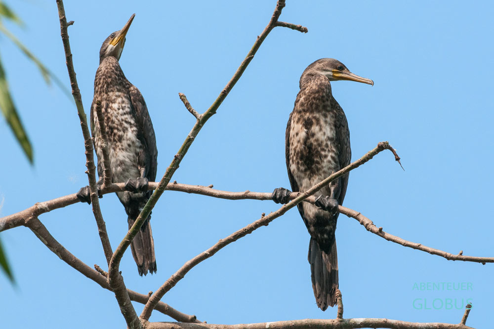 Zwei Kormorane auf einem Baum am Skutarisee