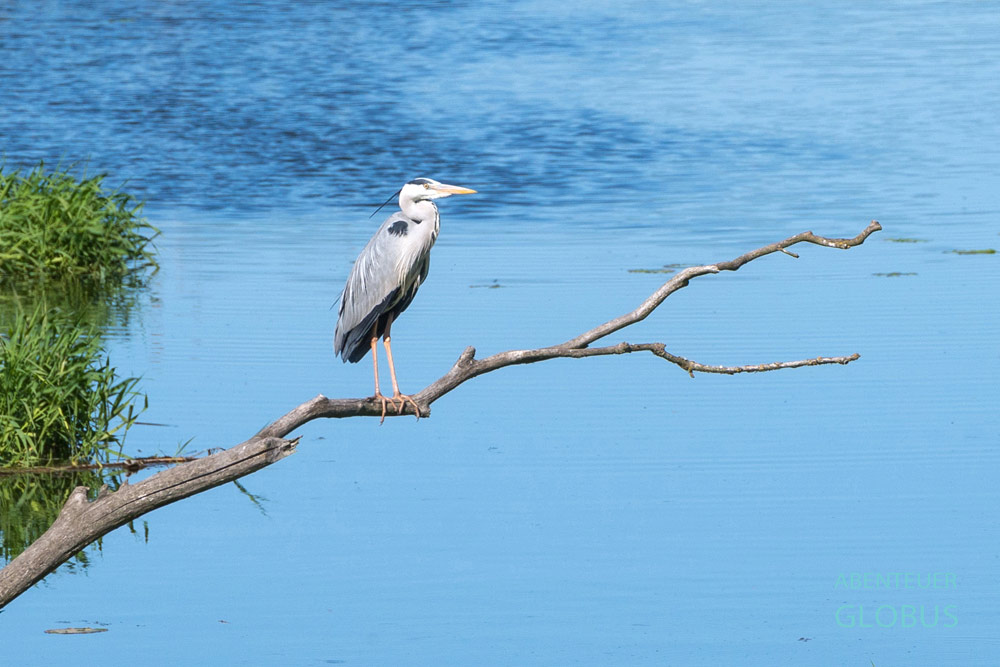 Ein Reiher sitzt auf einem Ast am Skutarisee