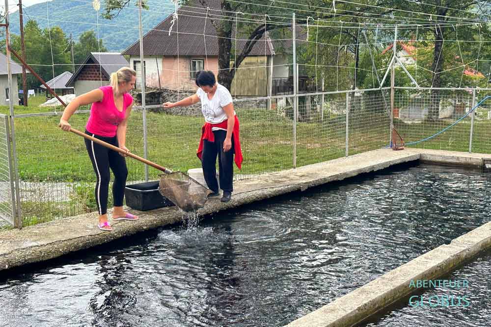 Fischzucht (Eco Fish Farm) von Forellen im Tal Lipovo