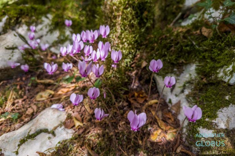 Mrtvica-Schlucht: Alpenveilchen im Herbst