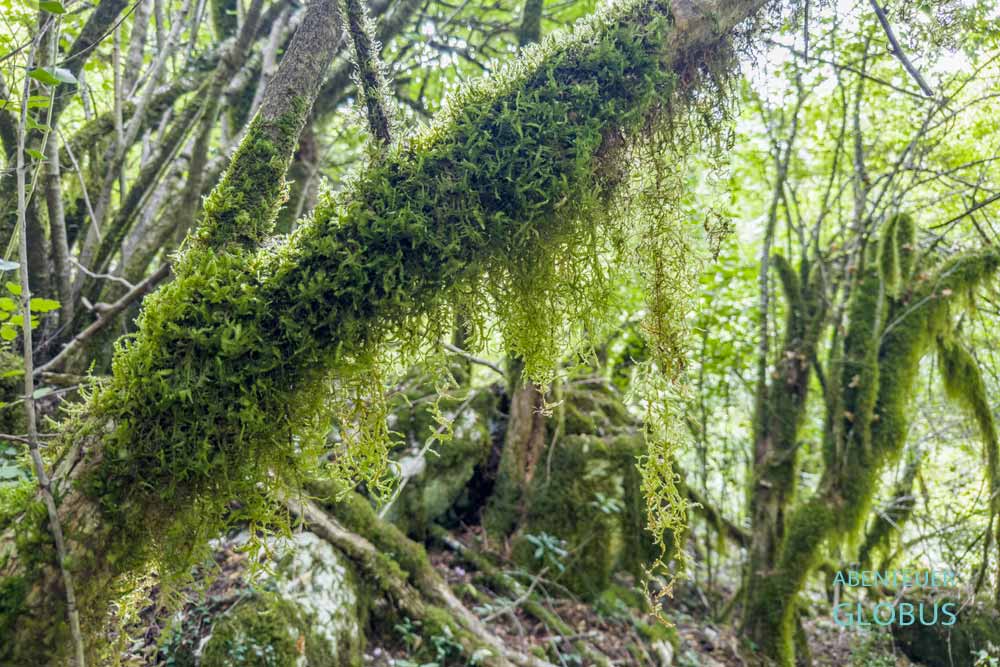 Mrtvica Schlucht: Bäume mit Flechten
