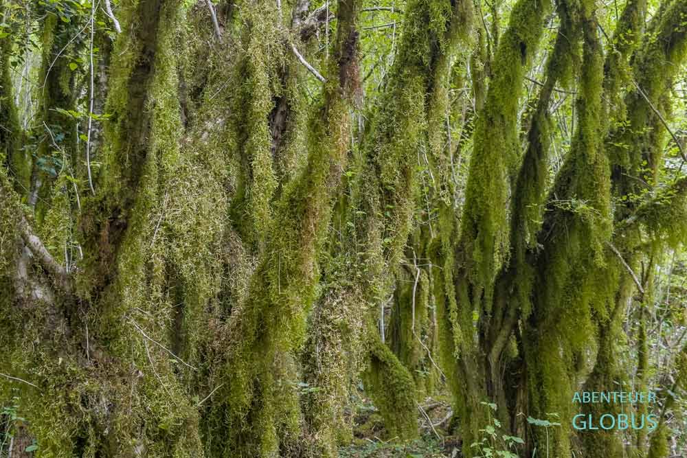 Bemooste Bäume mit Flechten im Mrtvica Canyon