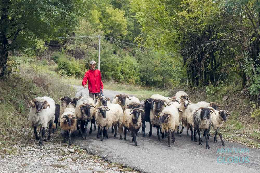 Mrtvica Schlucht: Schafherde