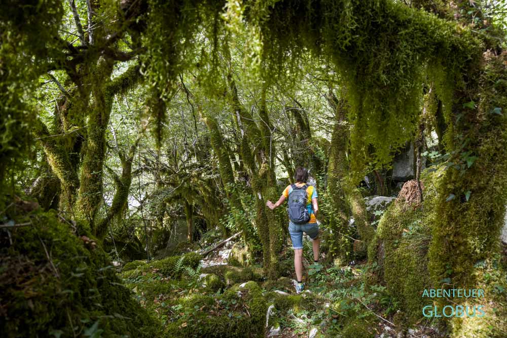 Mrtvica Schlucht: Bäume mit Flechten und Moosen nahe Fluss Mrtvica