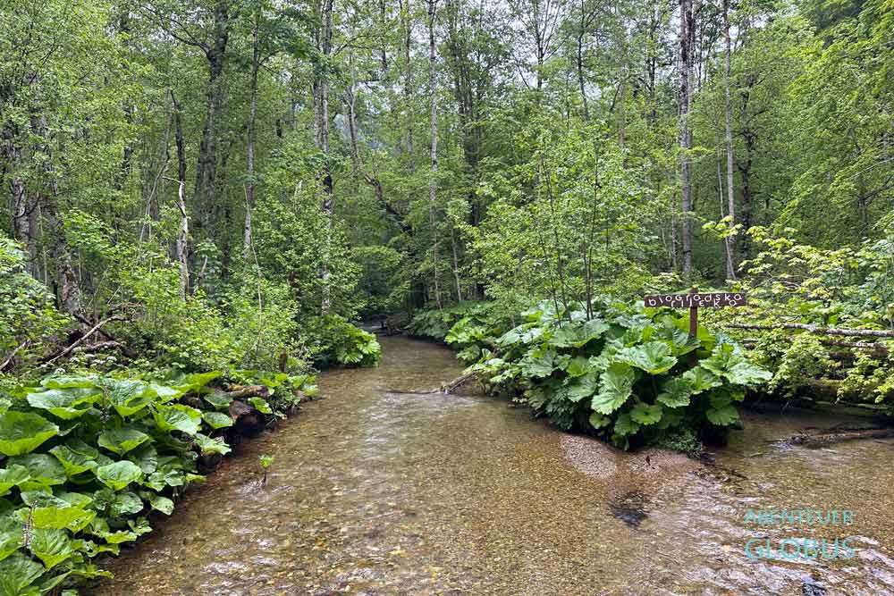 Nationalpark Biogradska Gora: Fluss Rijeka Biogradska