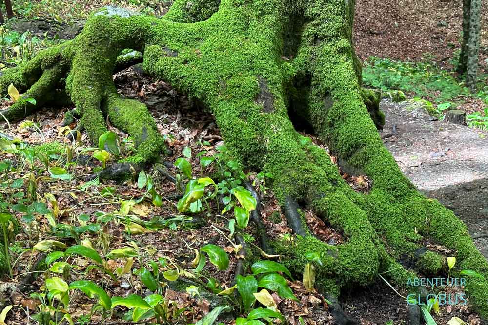 Moos auf Baumwurzeln im Nationalpark Biogradska Gora
