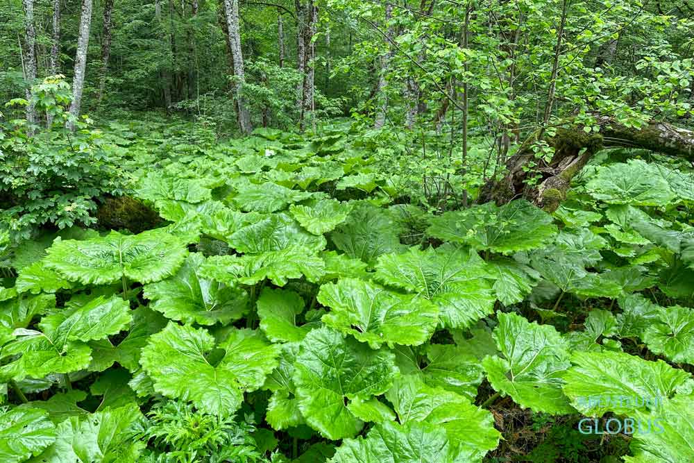 Nationalpark Biogradska Gora: Pflanzen am See 