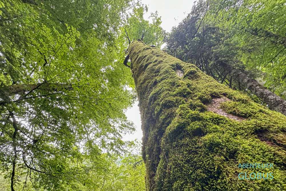 Nationalpark Biogradska Gora: Primärwald mit alten Bäumen