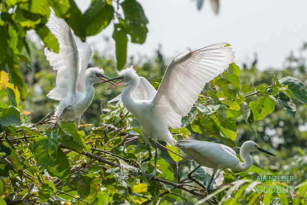 Skutarisee (Skadar See). Reiher in Bäumen