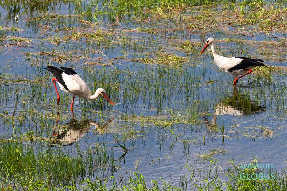 Störche am Skutarisee