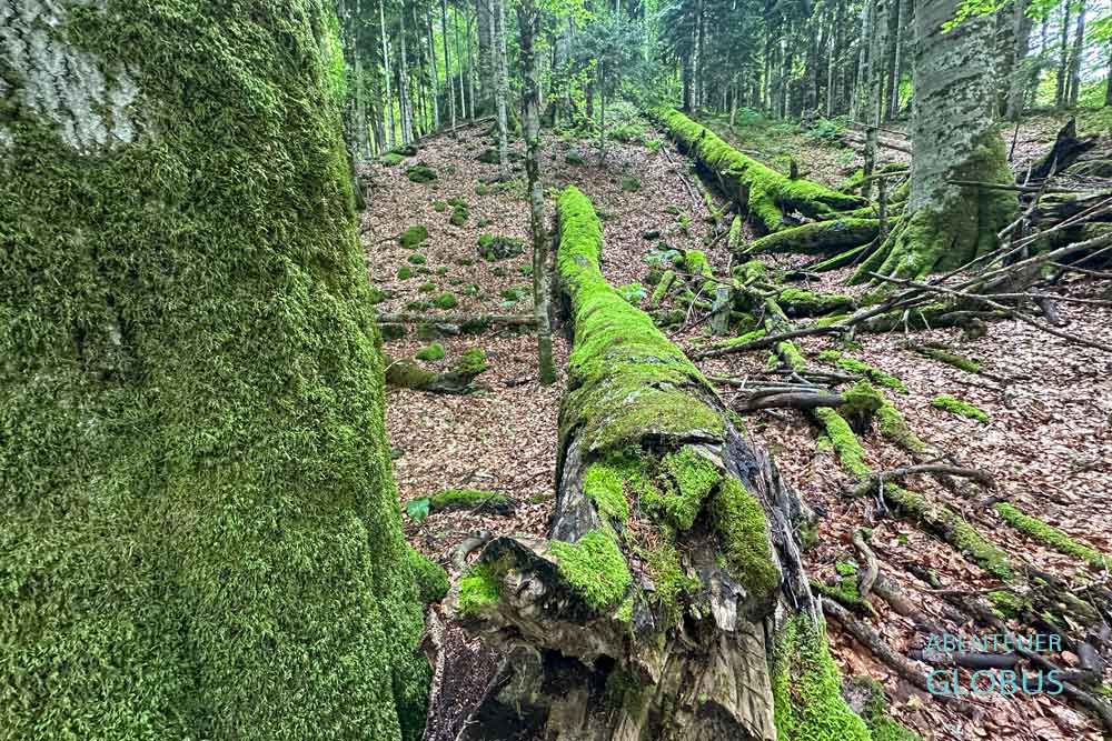 Nationalpark Biogradska Gora: Bemooste Bäume im Urwald