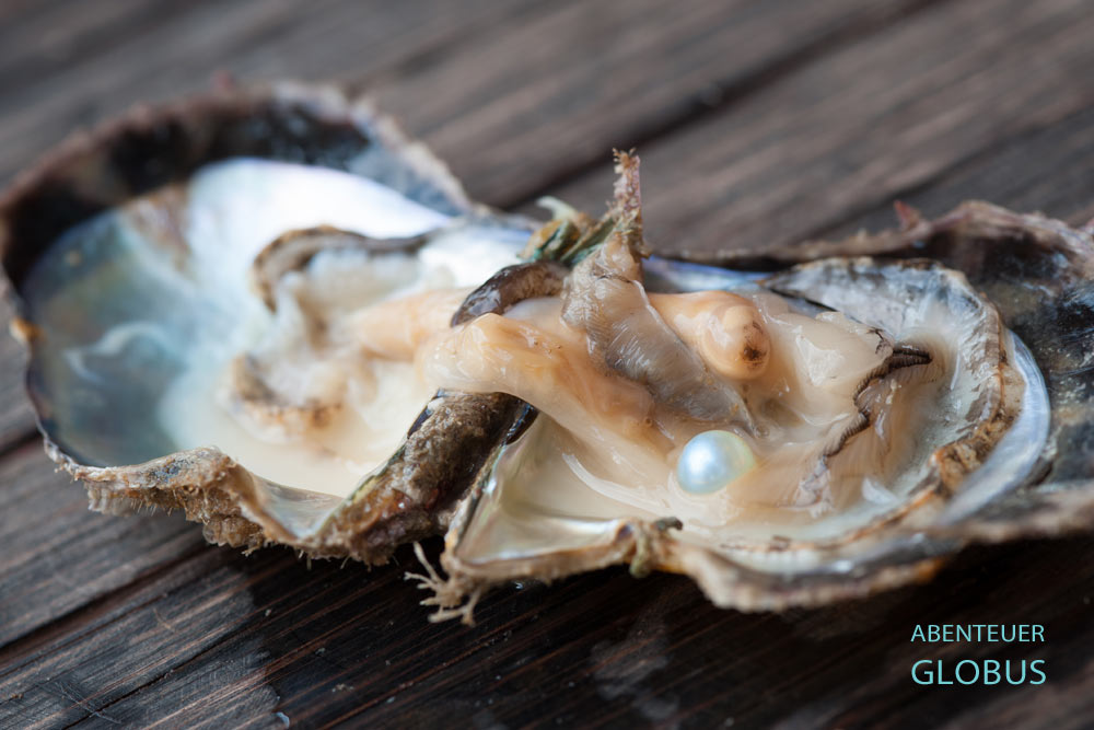 Ausflüge auf der Insel Phu Quoc: Zuchtperle in einer Muschel in einer Perlenfarm