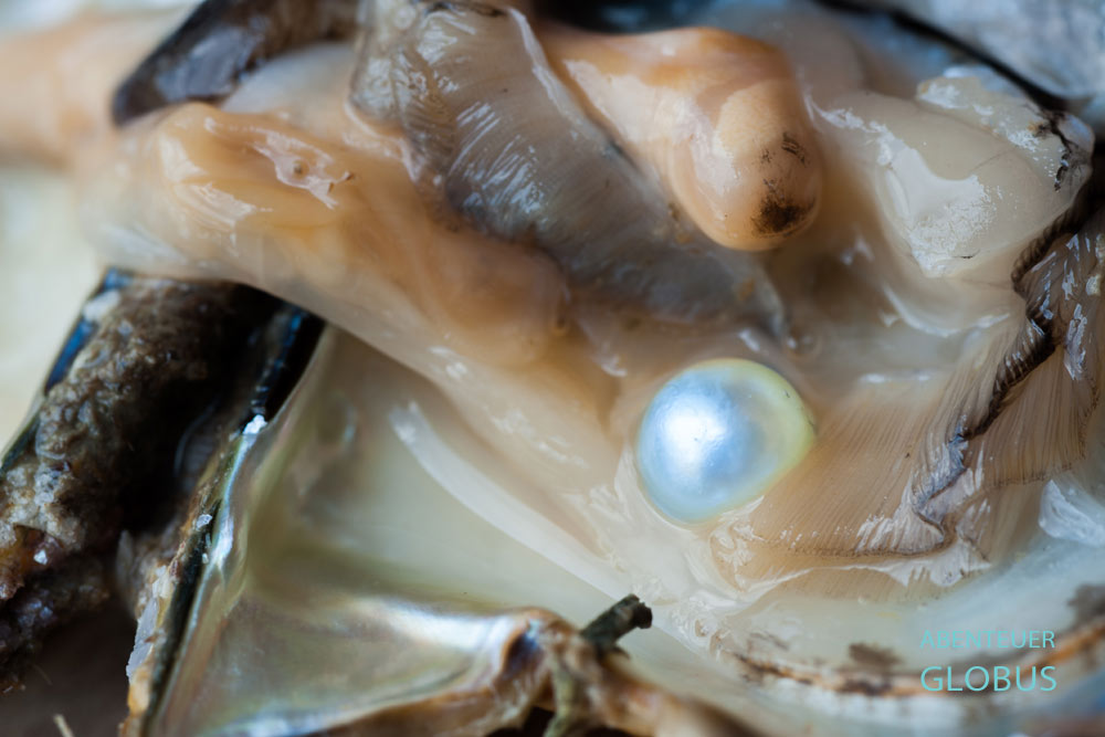 Tagestour auf Phu Quoc: Zuchtperle in einer Muschel in einer Perlenfarm