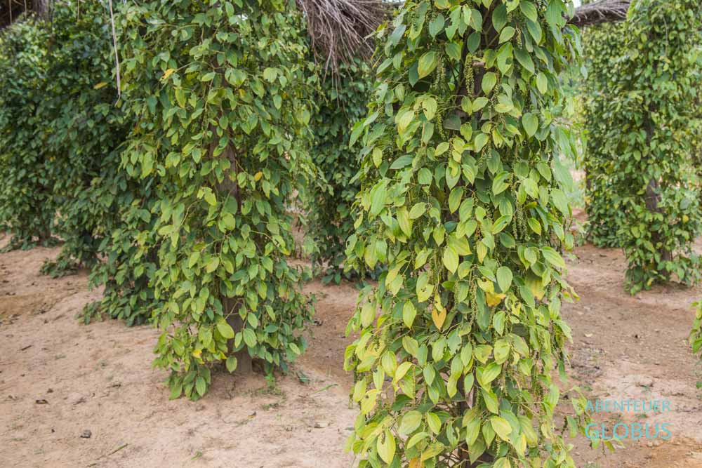 Insel Phu Quoc: Ausflug zur Pfefferfarm