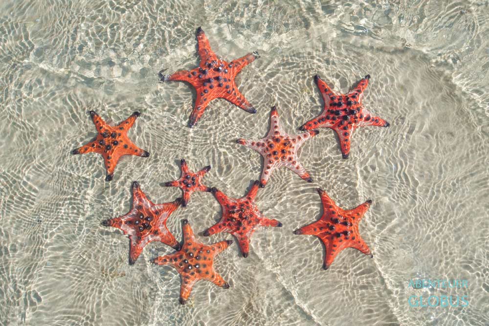 Insel Phu Quoc: Seesterne im Meer