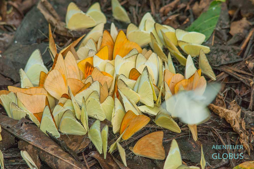 Nationalpark Phu Quoc: Schmetterlinge