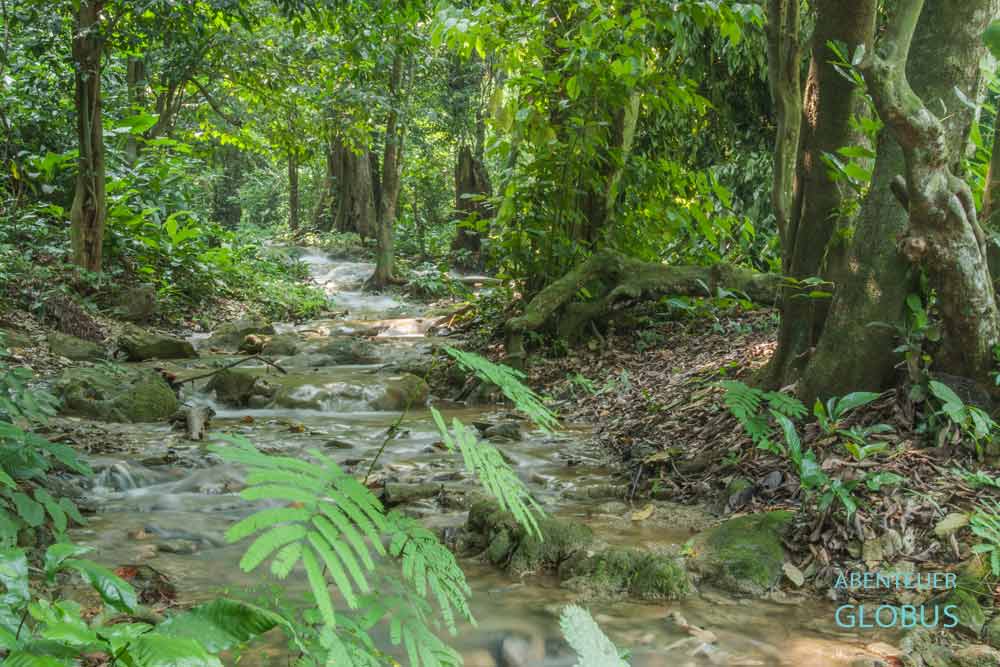 Trekking durch den Dschungel des Nationalpark Phu Quoc
