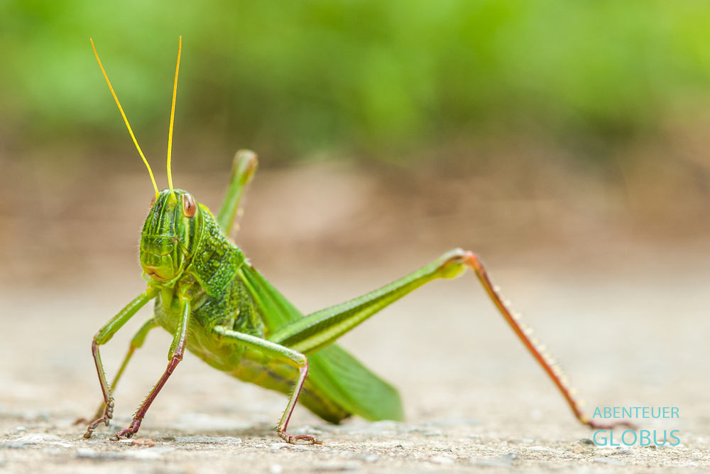 Tierwelt im Nationalpark Phu Quoc: Heuschrecke