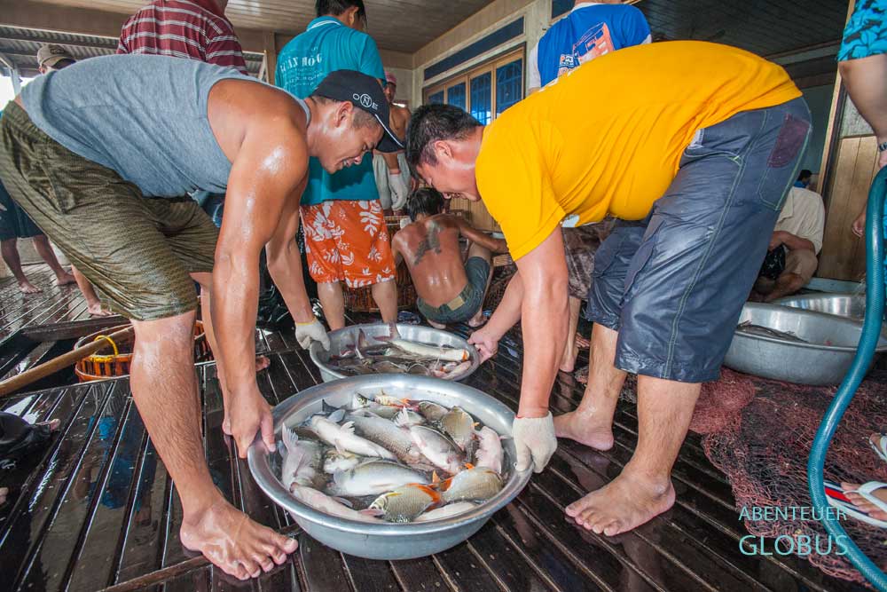 Fischzucht unter dem Wohnzimmer eines schwimmenden Hauses in Chau Doc: Abfischen