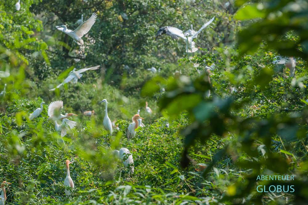 Tra Su Cajuput Forest mit Reiher