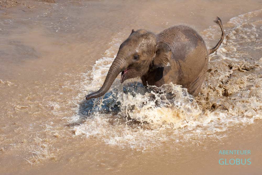 Chiang Mai im Juli: Elefant spielt im Schlamm nach einem Regenschauer.