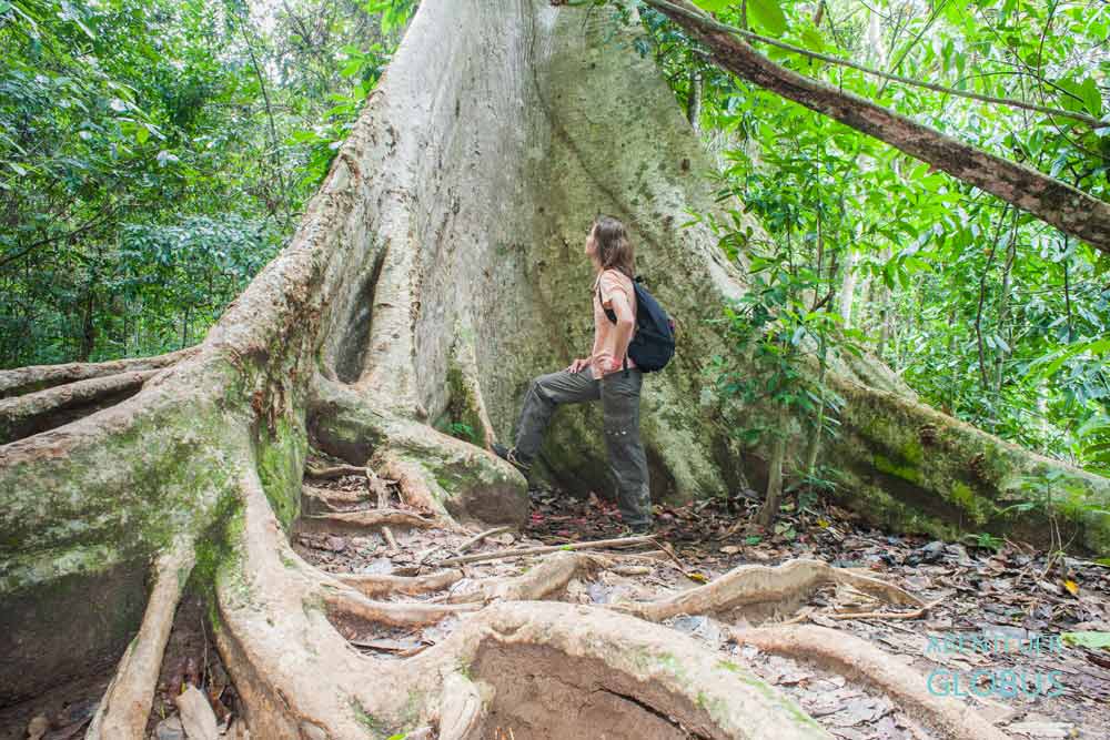 Ninh Binh: alter Baum im Nationalpark Cuc Phuong