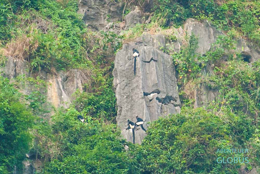 Naturreservat Van Long bei Ninh Binh: Delacour-Languren, auch bekannt als „Affen mit den weißen Hosen“ 