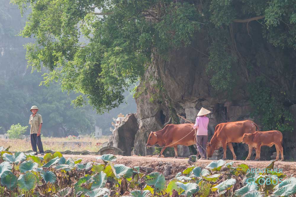 Viehhirten in der Karstlandschaft Tam Coc - Bich Dong