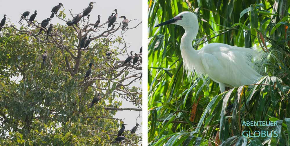 Vögel im Tra Su Cajuput Forest