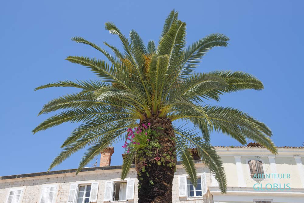 Palme in Trogir