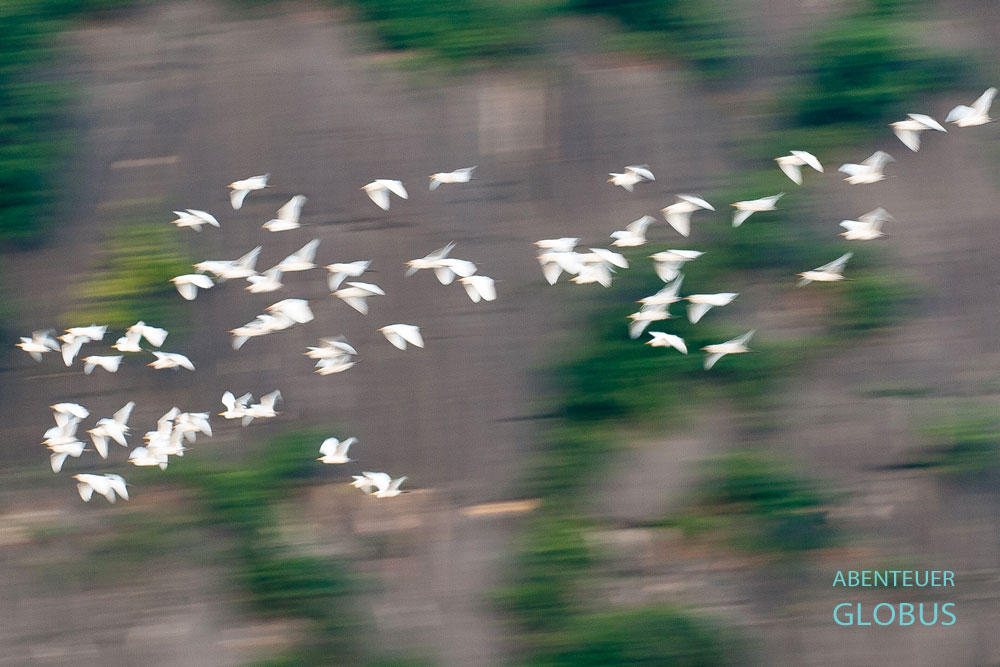 Ninh Binh: Vögel im Nationalpark Cuc Phuong
