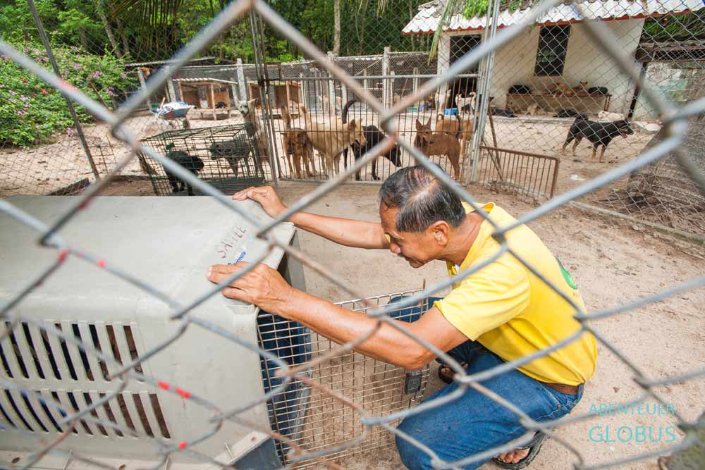 Insel Koh Samui: Mitarbeiter vom Dog and Cat Rescue Samui Foundation
