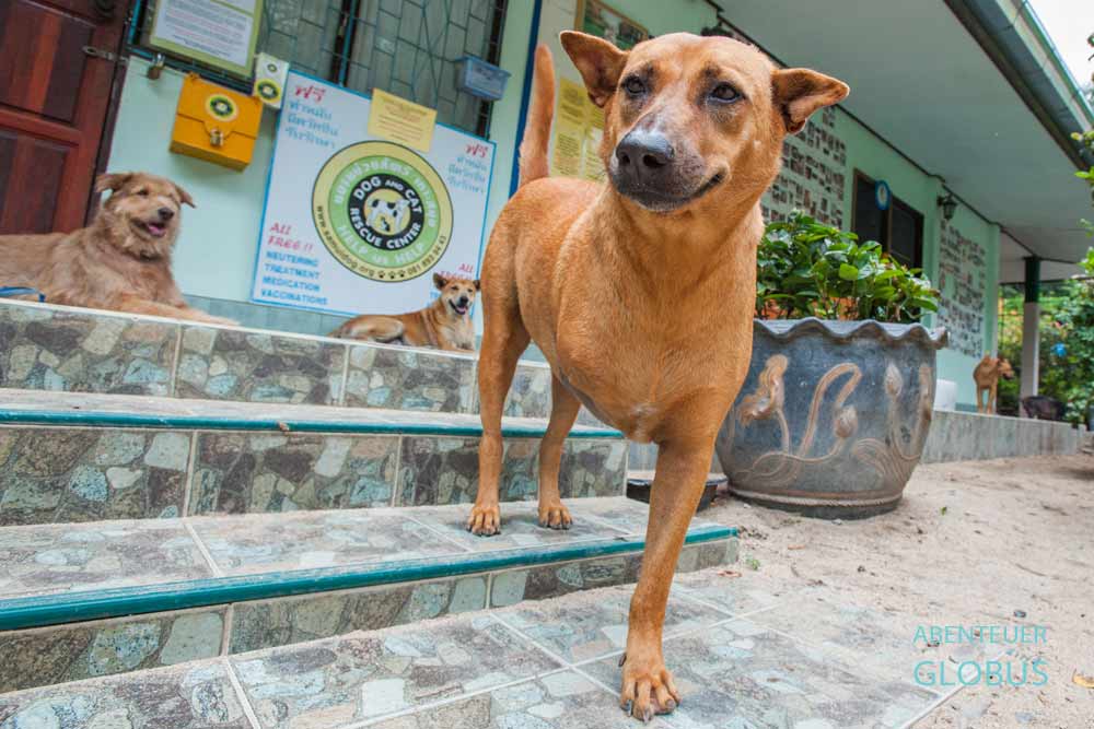 Insel Koh Samui: Hund auf dem Gelände der Dog and Cat Rescue Samui Foundation in Baan Taling Ngam