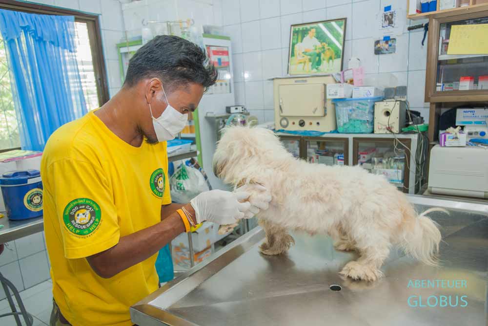 Mitarbeiter in der Klinik der Dog and Cat Rescue Samui Foundation in Baan Taling Ngam