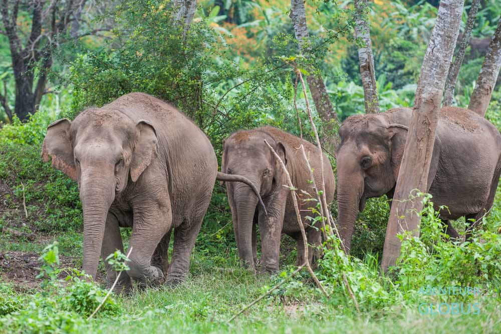Freilaufende Elefanten im Samui Elephant Kingdom Sanctuary auf Koh Samui