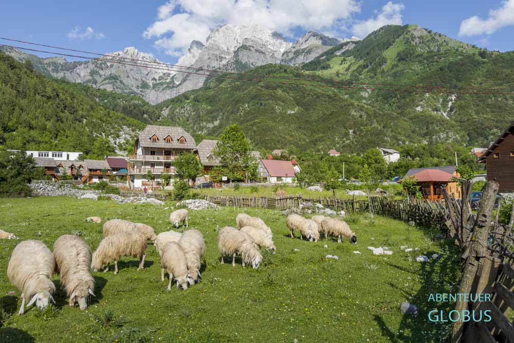 Schafeherde in Theth